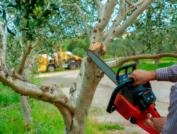 Tree Removal for Businesses in Belle Plaine, MN